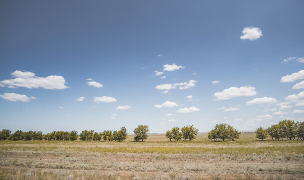 Scattered trees growing in the wild Kazakh steppe in Asia; minimalist landscape of a desolate area featuring fields and steppes