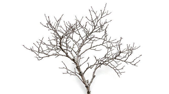 Dry winter tree branch with intricate bare limbs against clean white background