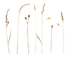 Obraz premium Set of dried wild grass plants with seed heads, upright on transparent background