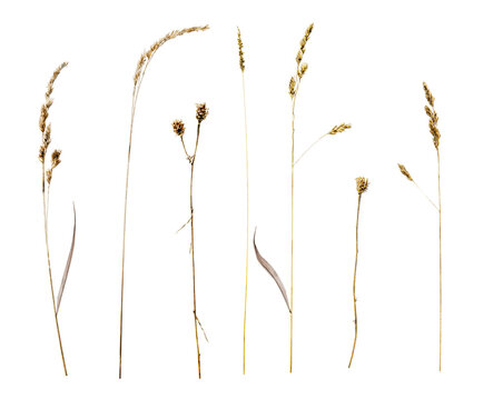 Set of dried wild grass plants with seed heads, upright on transparent background