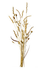 Obraz premium Bundle of dried wild grass plants with seed heads, upright on transparent background, vertical composition.
