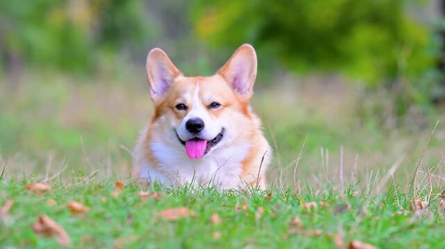 video corgis on the meadow in the park