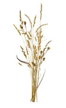 Bundle of dried wild grass plants with seed heads, upright on transparent background, vertical composition.
