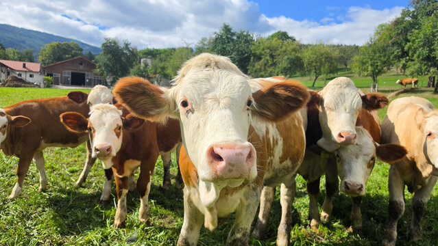 Kuhherde auf der sommerlichen Weide
