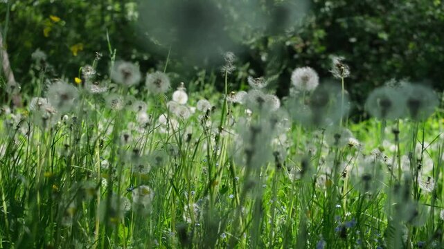 Fluffy dandelion clocks blowing in the wind across a sunny spring field, evoking feelings of childhood nostalgia, summer memories, and making wishes.