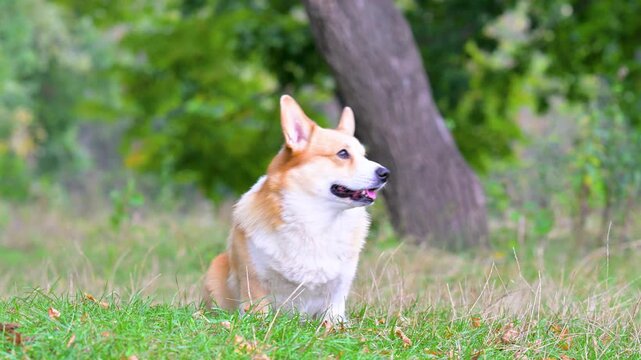 video corgis on the meadow in the park