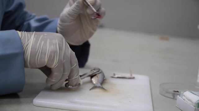 Fish Dissection and Anatomical Examination in Laboratory for Aquaculture Research and Fish Health Analysis