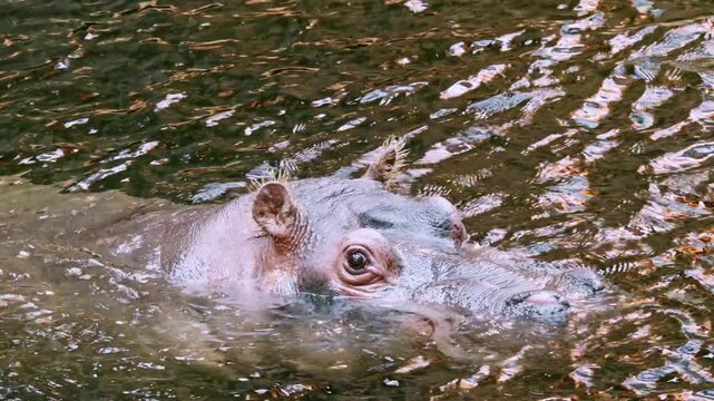 A close-up of a hippopotamus partially submerged in rippling water, highlighting its eye, ear and textured skin with reflections, evoking calm, mystery and the wild river habitat