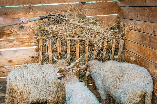 Racka sheep with impressive spiral horns eating dry hay from a wooden feeder, showing their unique long wool and farm life