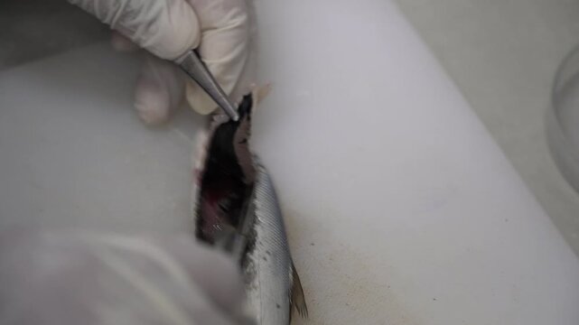 Fish Dissection and Anatomical Examination in Laboratory for Aquaculture Research and Fish Health Analysis