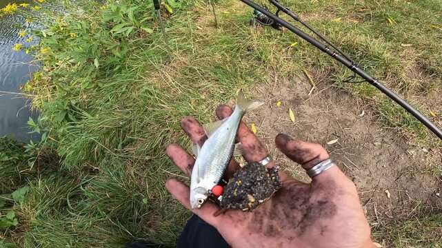 Close-up of angler dirty hands holding freshly caught Common Bleak (Alburnus alburnus) and feeder basket with groundbait. Authentic sport fishing detail.