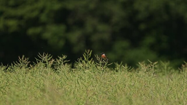 A bird is hunting