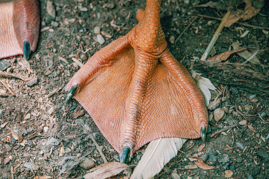 Close up of a webbed foot with orange skin and black claws, resting on the ground with another foot visible nearby