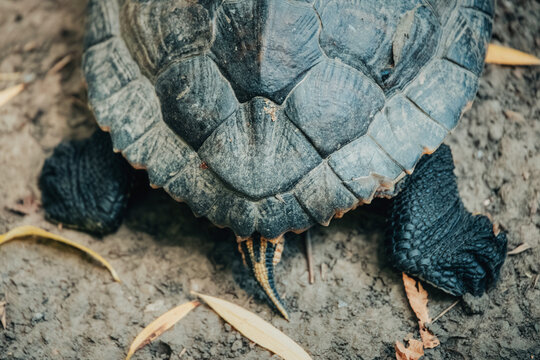 Turtle resting on the ground, showing the detailed texture of its carapace, scaly legs, and striped tail