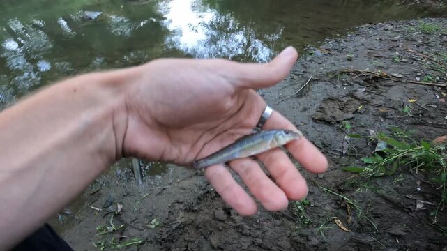 Close up of a caught small gudgeon (Gobio gobio) resting in the palm of an angler's hand by a shallow rocky stream.