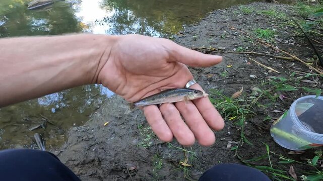 Close up of a caught small gudgeon (Gobio gobio) resting in the palm of an angler's hand by a shallow rocky stream.