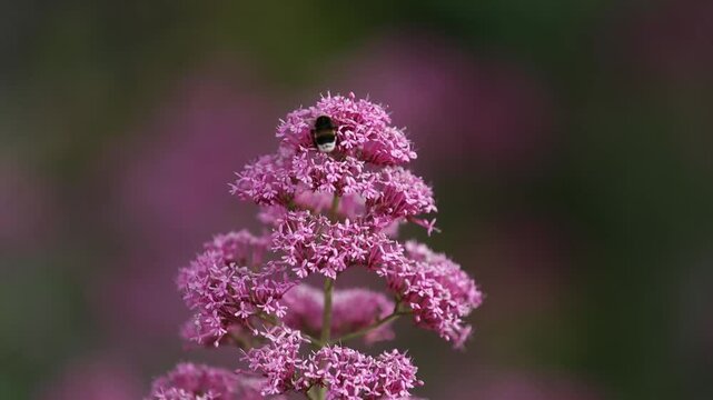 Un bourdon butine des fleurs roses