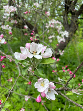 White apple tree blossoms blooming in a sunny spring orchard