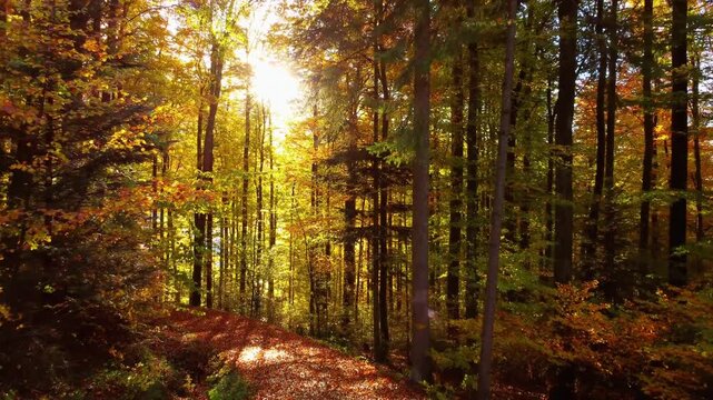 path in the forest