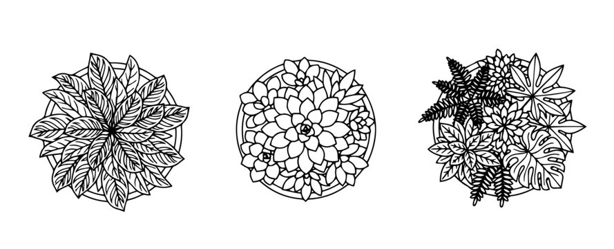 Potted plants and succulents top view line art icons vector set.