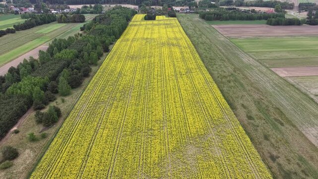 Green and yellow farm fields from above