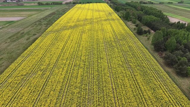 Drone shot of yellow rapeseed field and forest