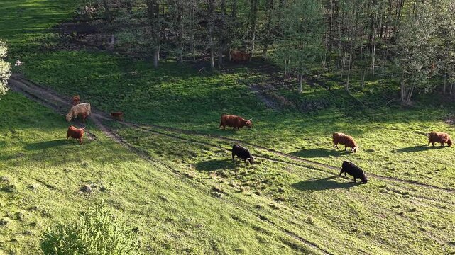 Aerial shot of livestock grazing across green hillside