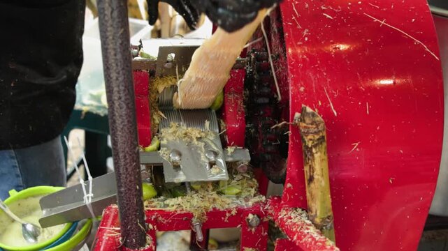 Saccharum officinarum sugarcane and lime extracted in traditional trapiche mill machine 60fps 4k