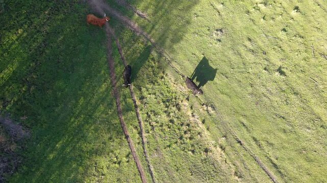 Rural meadow with cattle and long shadows