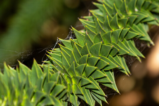 Detailed geometric pattern of a monkey puzzle tree branch with sharp scales