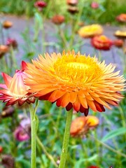orange gerber daisy © Inna
