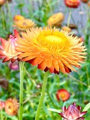 flower of calendula © Inna