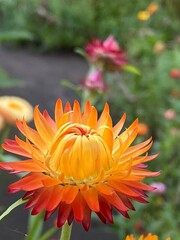 orange dahlia flower © Inna