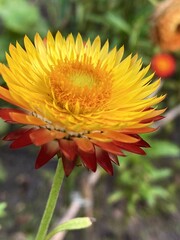 red yellow flower © Inna