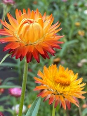 orange dahlia flower © Inna