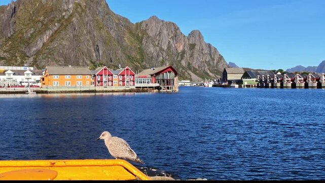 Young seagull at the harbor of Svolvaer on the Lofoten Islands with blue water, colorful traditional houses and impressive rocky mountains under clear sky in background.