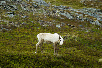 Reindeer grazing on a grassy hillside © Maryna