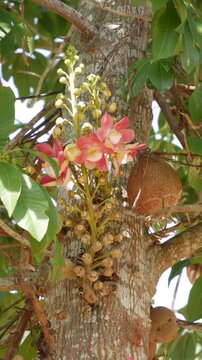 Closeup of pink bombax blossoms and buds blooming on a tropical tree trunk with green leaves. Elegant flora.