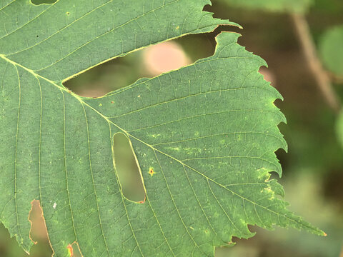 Intricate details of a leaf showing nature's artistry and resilience