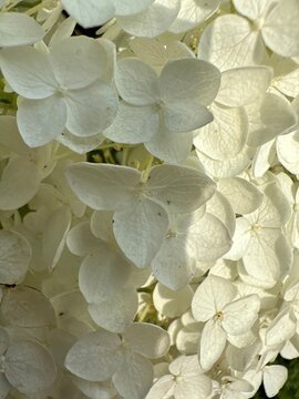 Close-up of white hydrangea flowers in soft natural light
