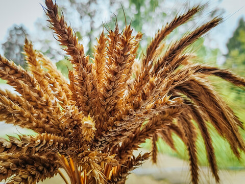 Close up of golden wheat and barley grain heads with long awns clustered together against softly blurred green foliage and bright outdoor background, cereal crop detail