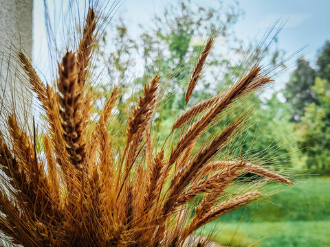 Golden wheat ears with long awns against soft green foliage and blue sky, close-up natural texture and warm summer colors in an outdoor field setting
