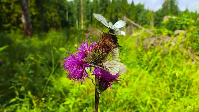 Beautiful butterflies on taiga flowers