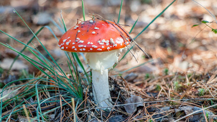fly agaric mushroom © lazalnik