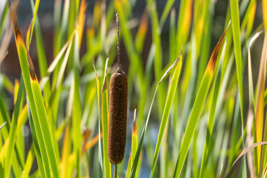 Close-up of one mature brown cattail surrounded by bright green reeds, illuminated by warm sunlight in a natural pond habitat.