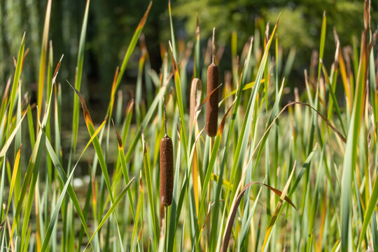 Several brown cattail seed heads stand among dense green reeds, forming a vibrant wetland texture in bright summer sunlight.