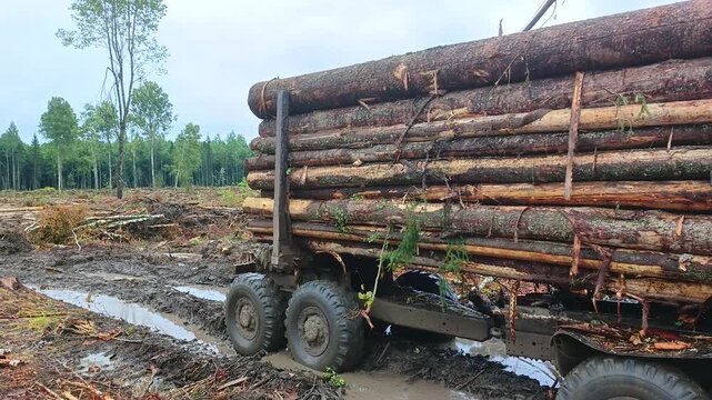 On the logged-out logging site, there are stacks of timber. There is a loaded timber truck