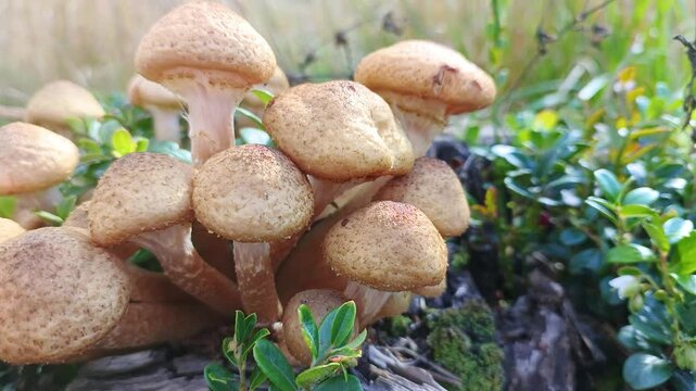 Edible honey fungi grow in their natural environment