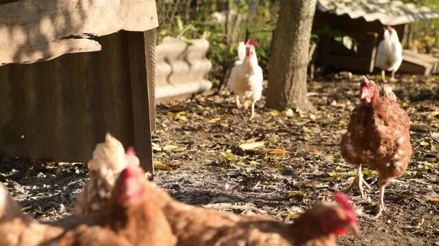 Several chickens move and run around an open outdoor chicken coop in a rural farm setting. 