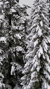 It's a winter wonderland. Flying over a fresh snow covered forest in Oregon. Vertical video.